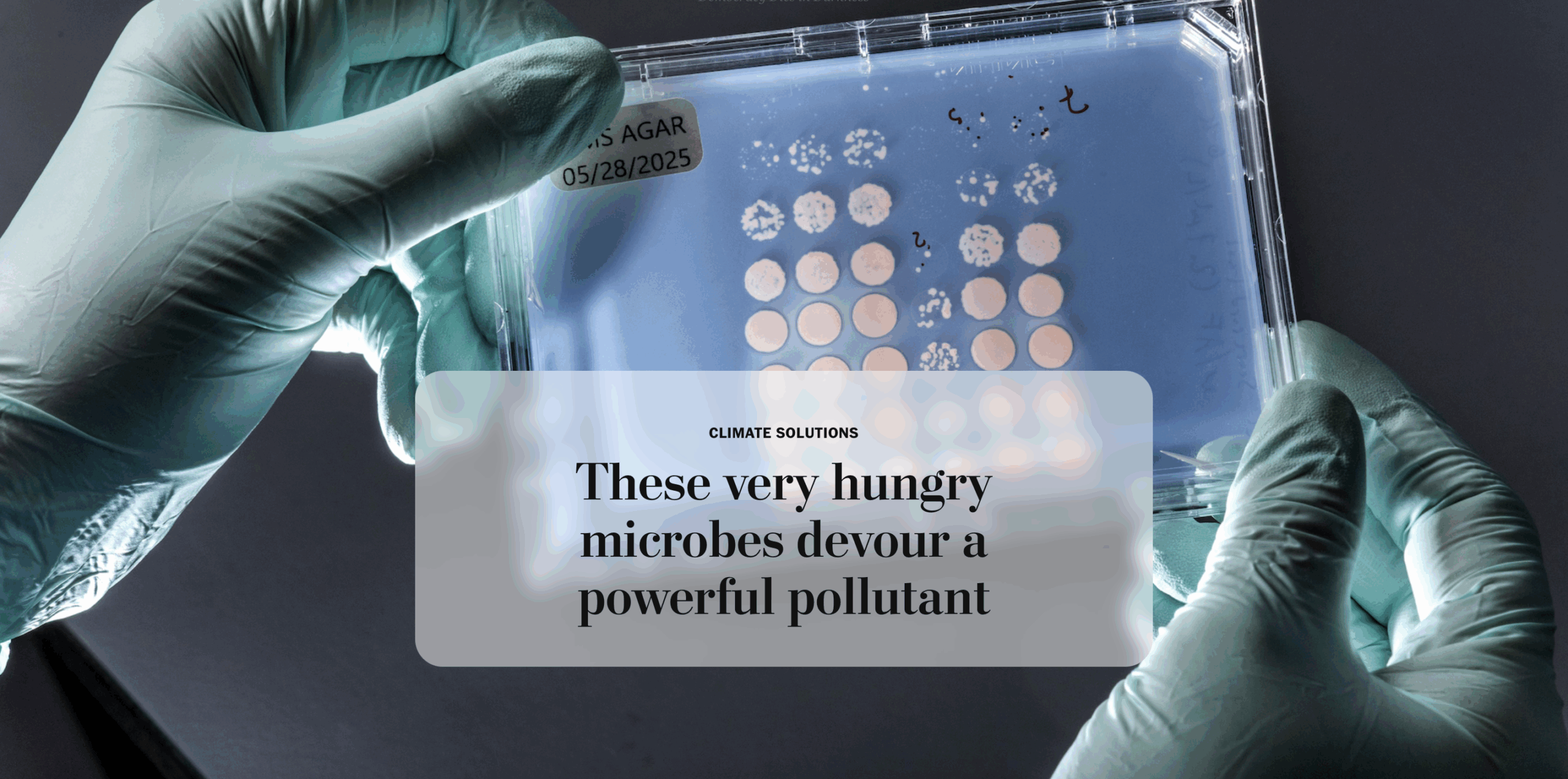 These very hungry microbes devour a powerful pollutant